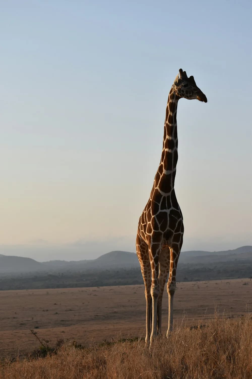 A giraffe on the open plains of Lewa, Kenya