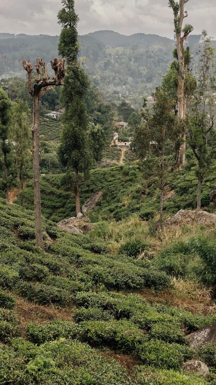 Rolling green tea plantations in Sri Lanka