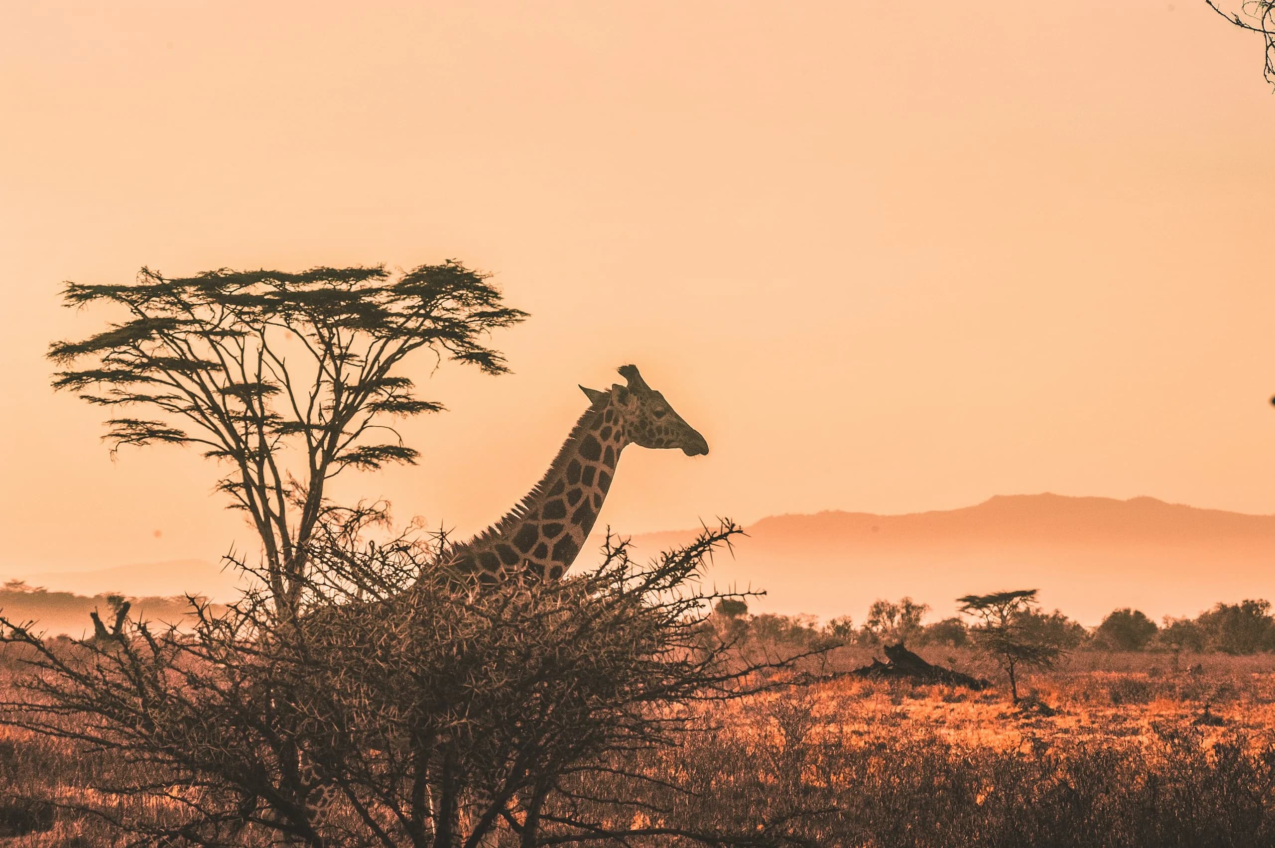 A giraffe beside an acacia tree in the golden evening light