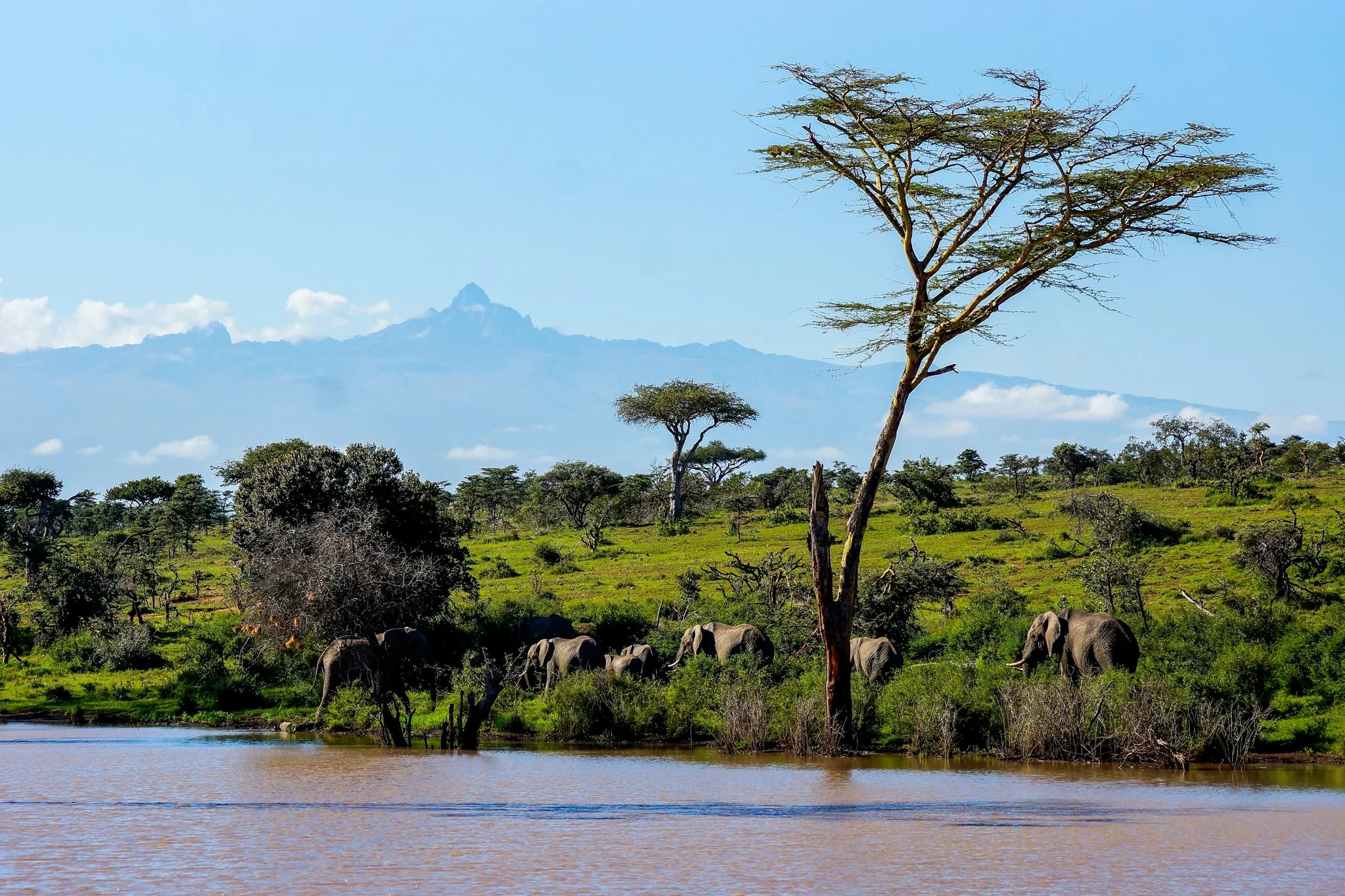Elephants at a waterhole with Mount Kenya in the distance