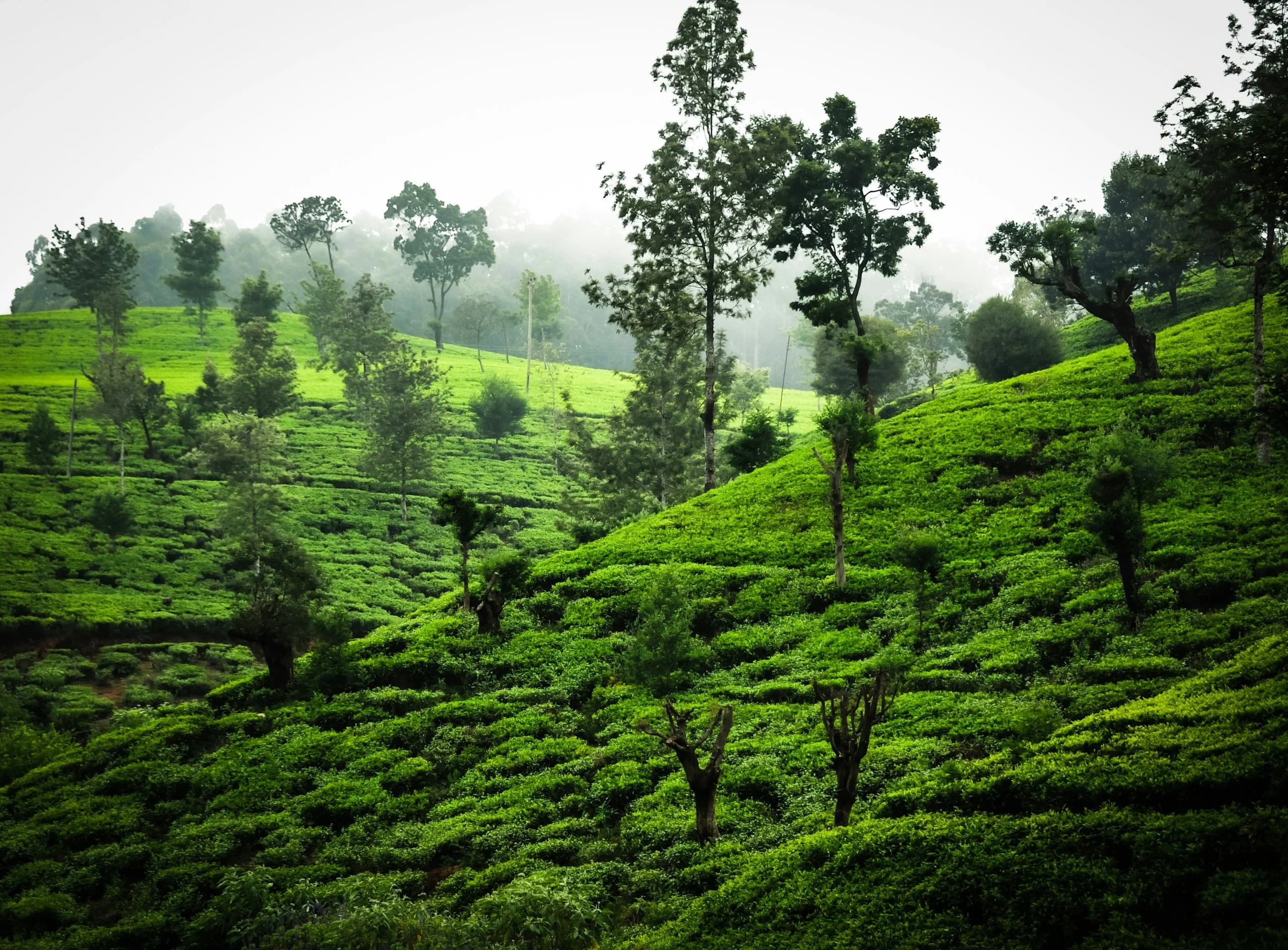 Misty tea plantations on the hills near Nuwara Eliya