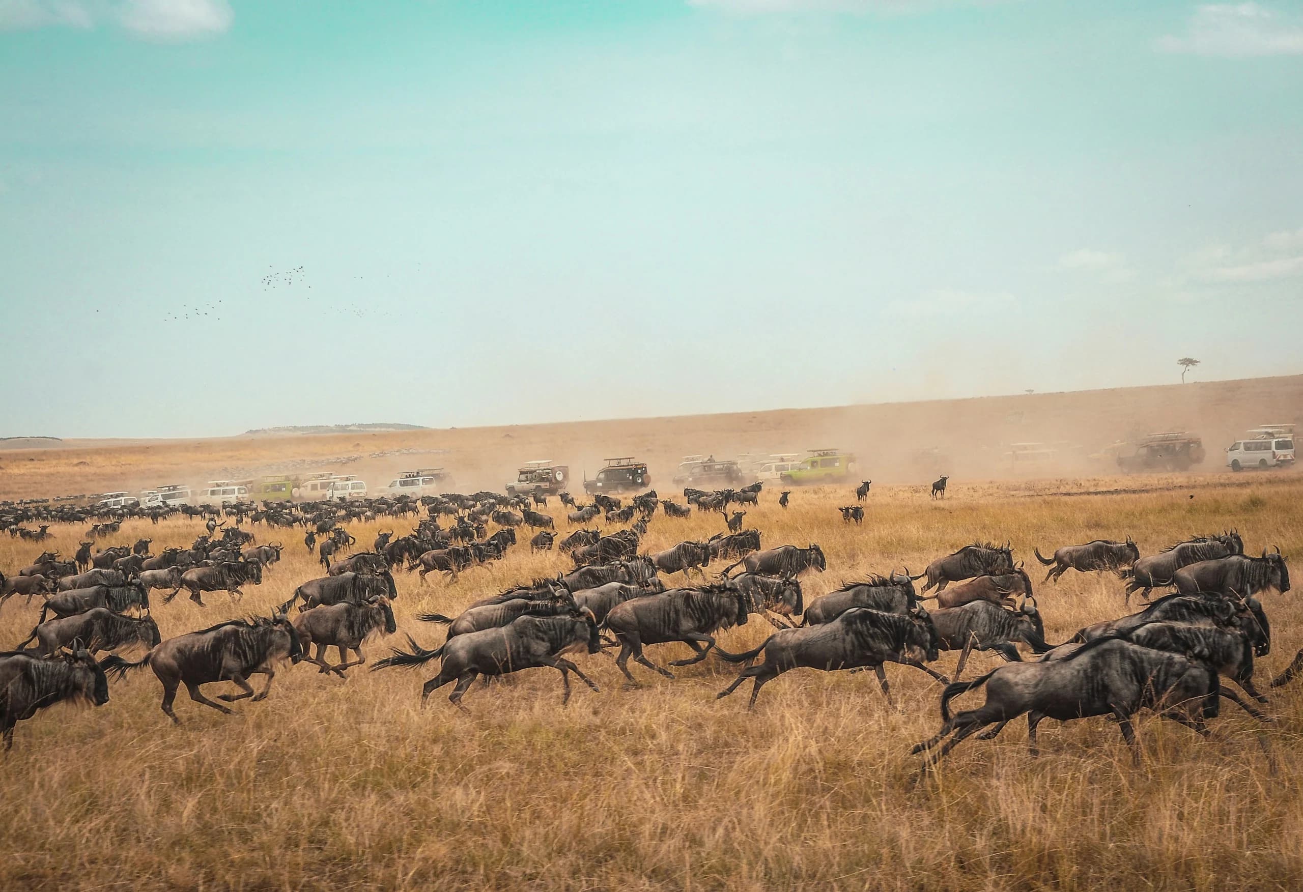 A large herd of wildebeest moving across the Kenyan savannah
