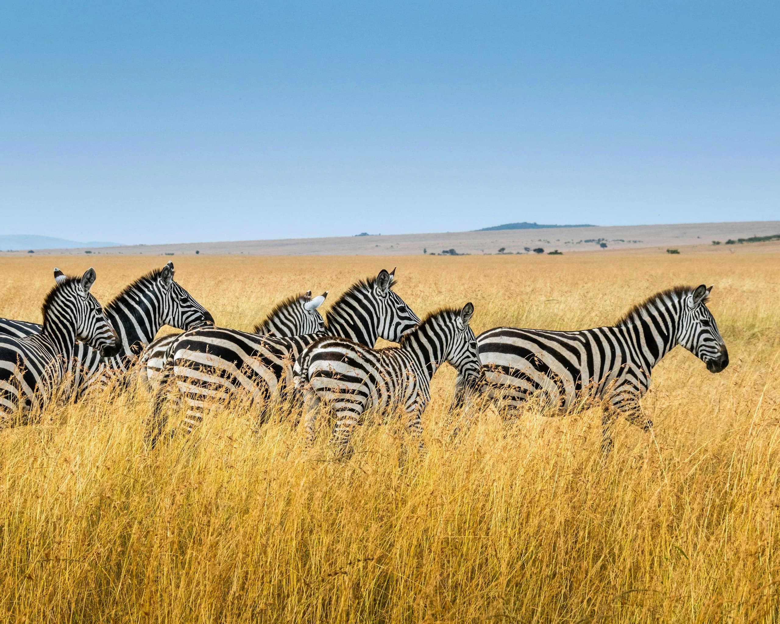 A herd of zebras crossing golden grassland in Kenya