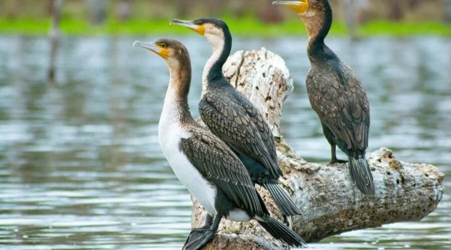 Waterbirds beside a Kenyan lake