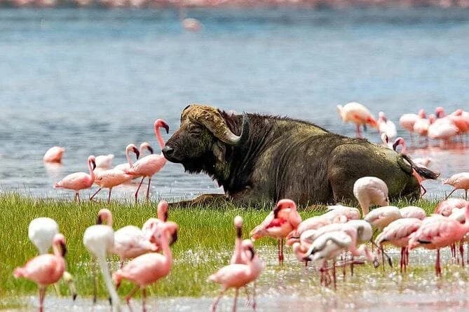 Buffalo and flamingos beside a Kenyan lake