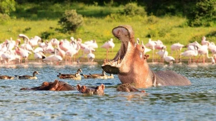 Hippo and flamingos in a Kenyan lake
