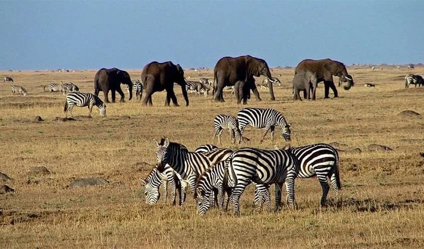 Zebras and elephants on the Kenyan savannah