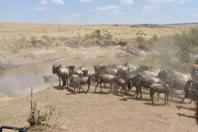 Wildebeest crossing a river in Kenya