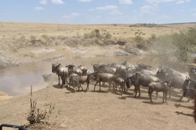 Wildebeest crossing a river in Kenya