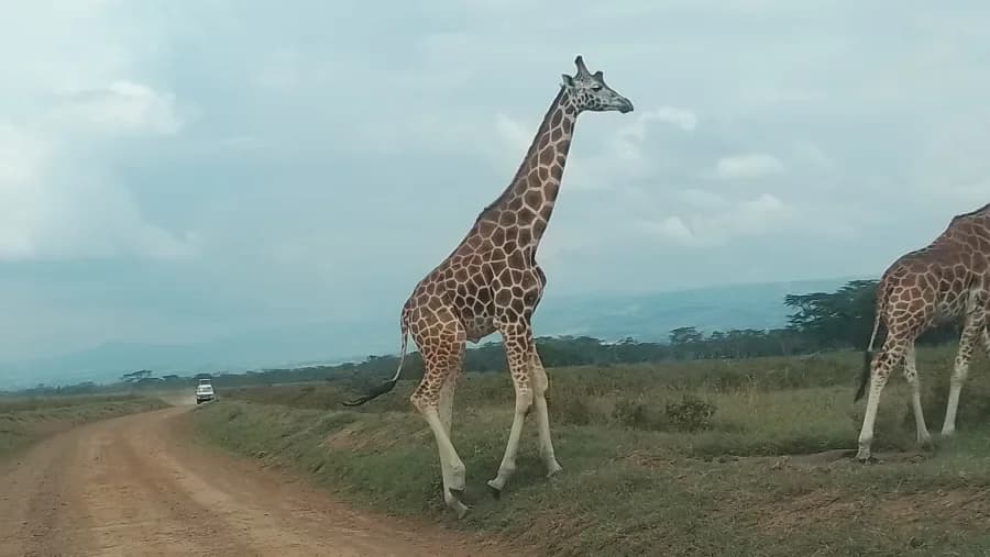 Giraffes beside a safari track in Kenya