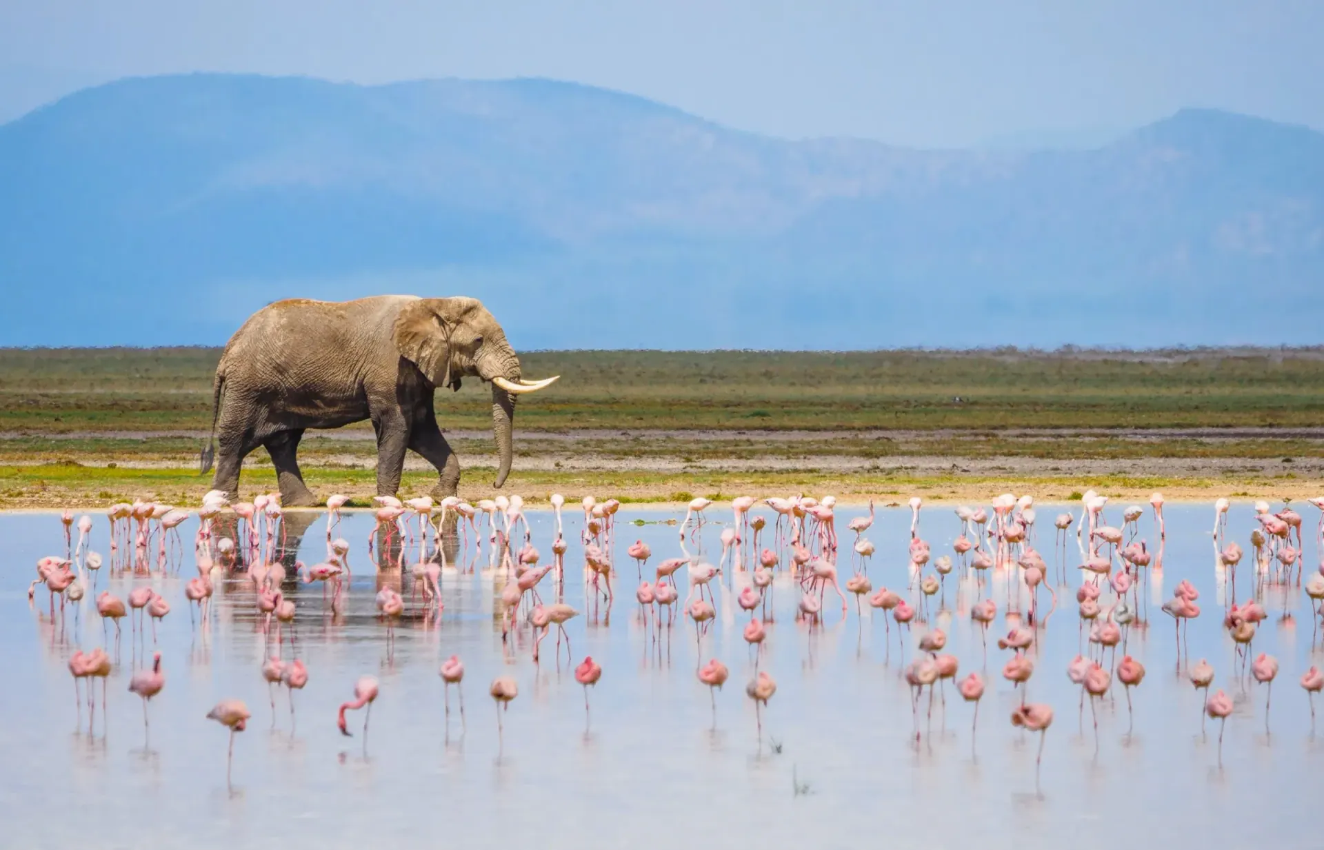 5-Day Kenya Safari: Amboseli, Lake Naivasha & Masai Mara