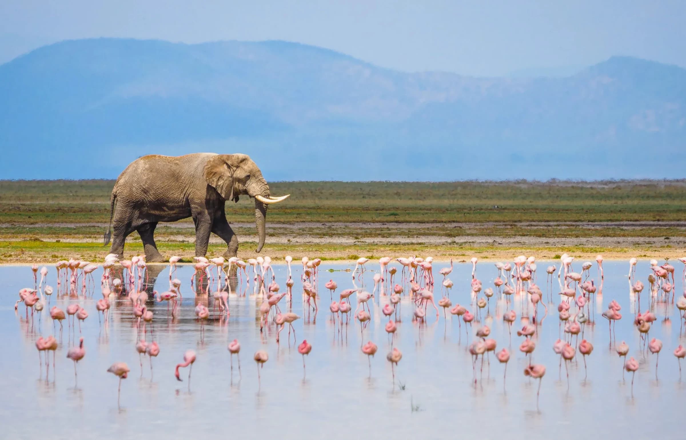 5-Day Kenya Safari: Amboseli, Lake Naivasha & Masai Mara