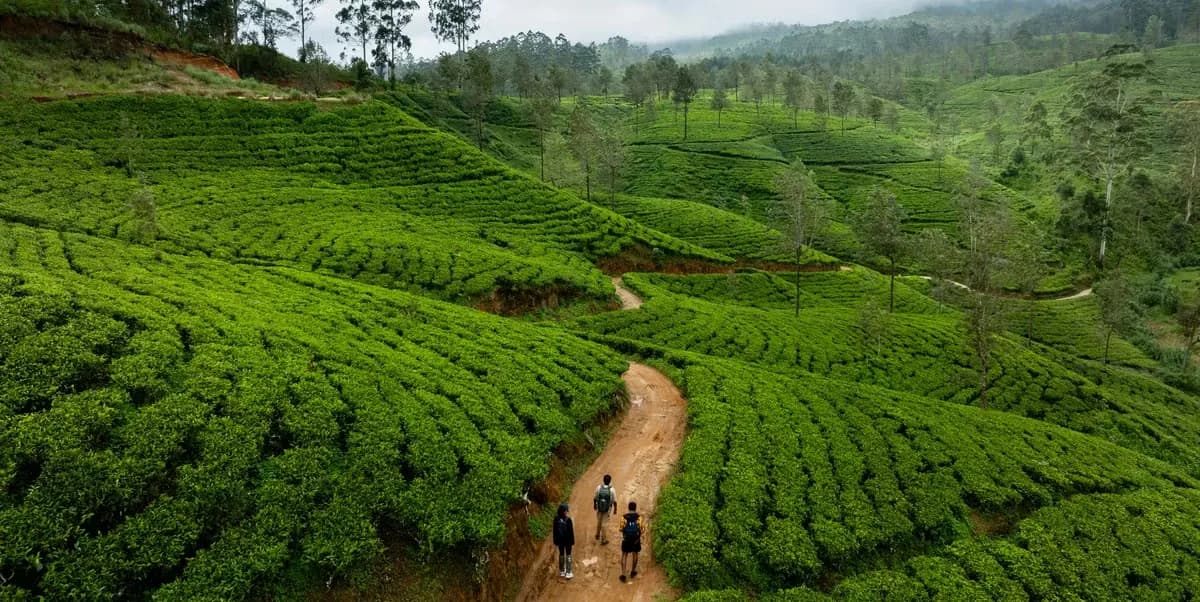 9 Nights / 10 Days Sri Lanka Tea Trail