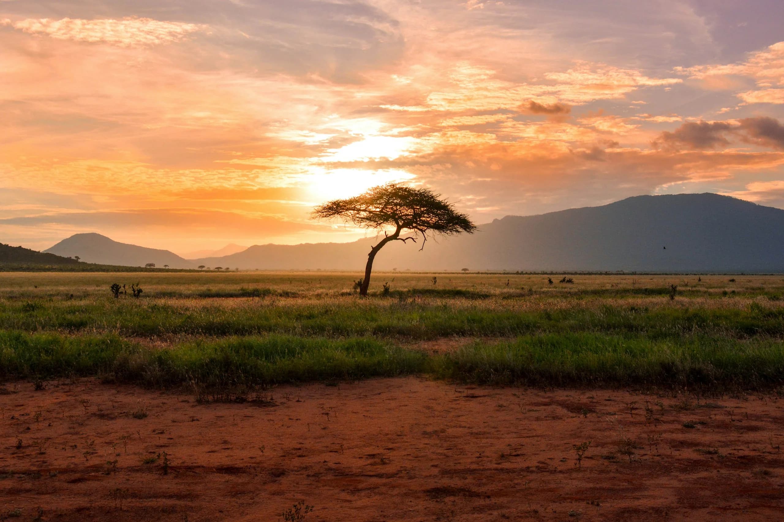 An acacia tree beneath a warm sunset sky on the Kenyan savannah