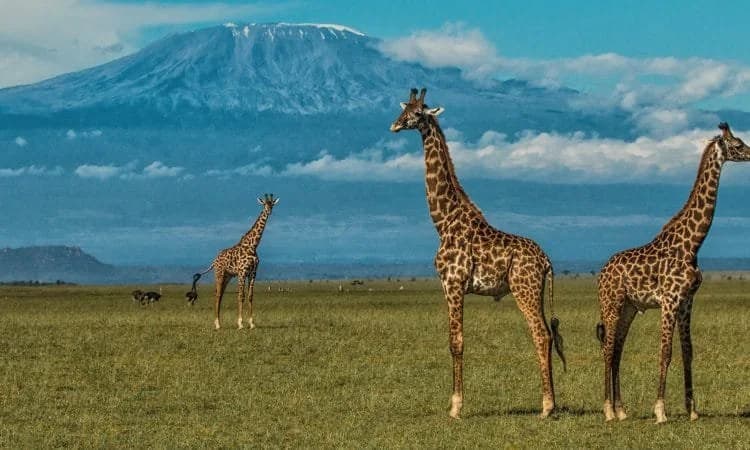 Giraffes on the Amboseli plains beneath Kilimanjaro